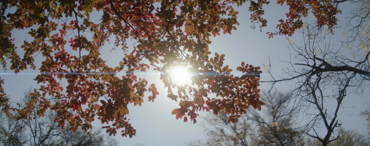 Sunlight shining through a tree branch with autumn leaves