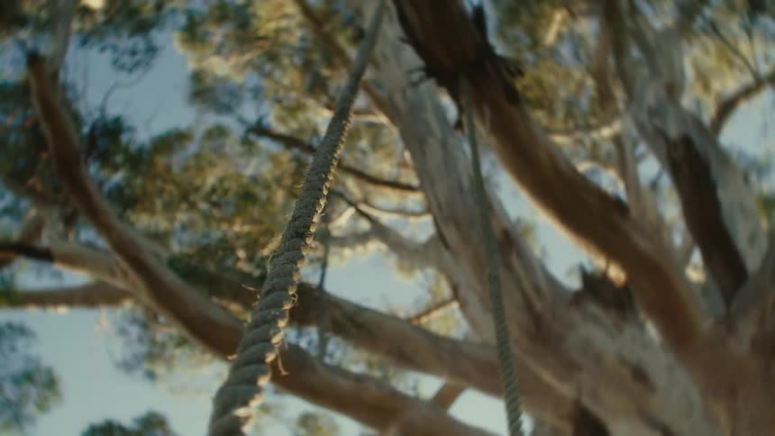 Two ropes for a swing hanging from a tree branch on a sunny day