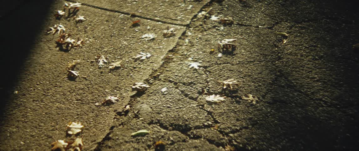 Sunlight shines on dry leaves lying on the concrete