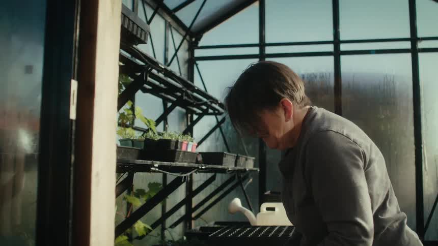 Gardener working in greenhouse places plant trays on top shelf