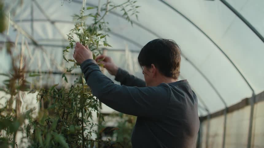 A woman is working in a greenhouse typing up tomato plants