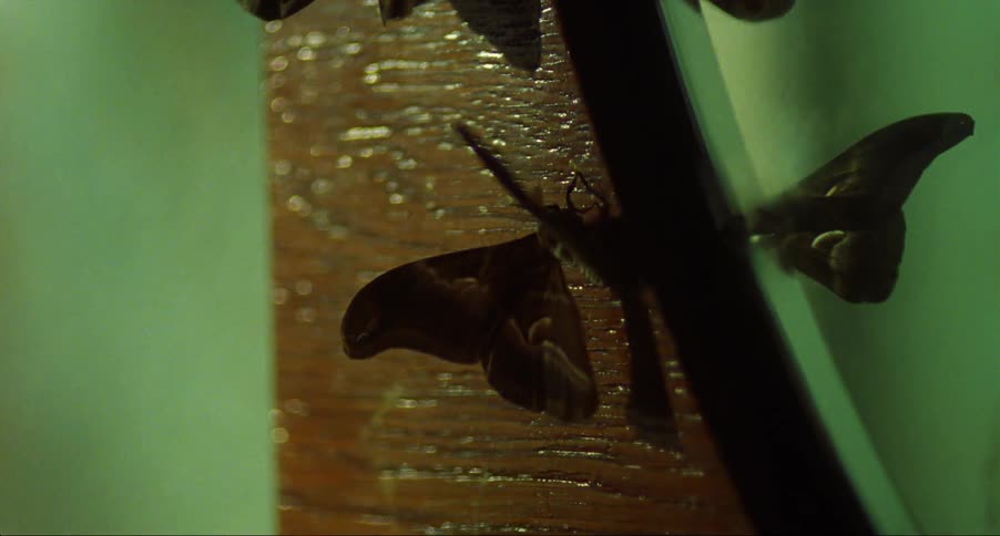 Butterfly sitting on wooden mirror frame is reflected in glass as it flutters its wings