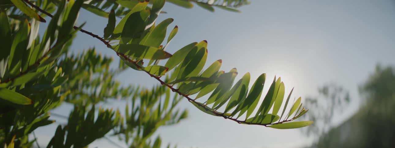 Part of a tree with green leaves is lightly blowing in the wind