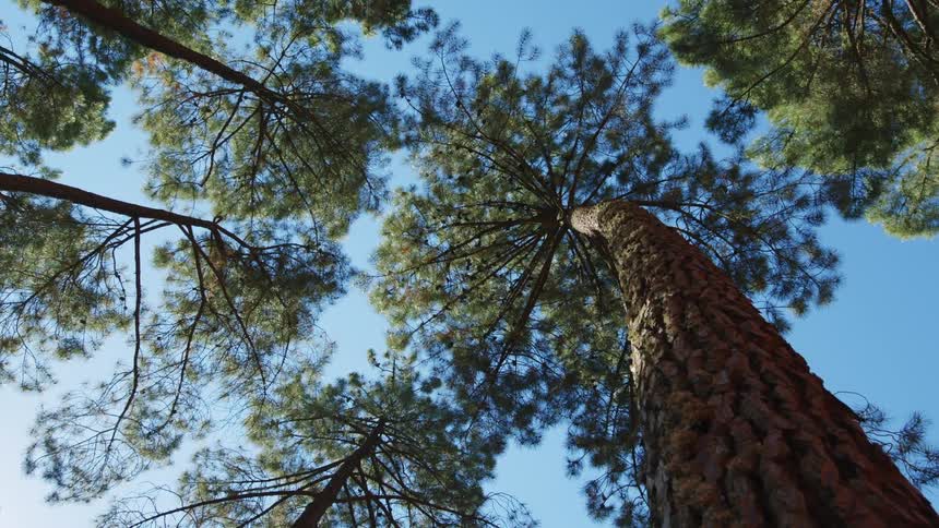 The tops of tall trees touch in a forest