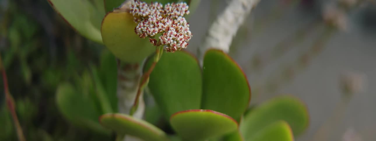 Close up of green houseplant
