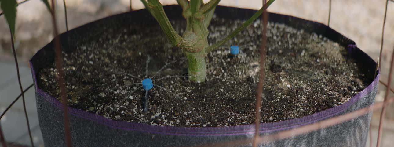 The plant is being watered by two sprinklers