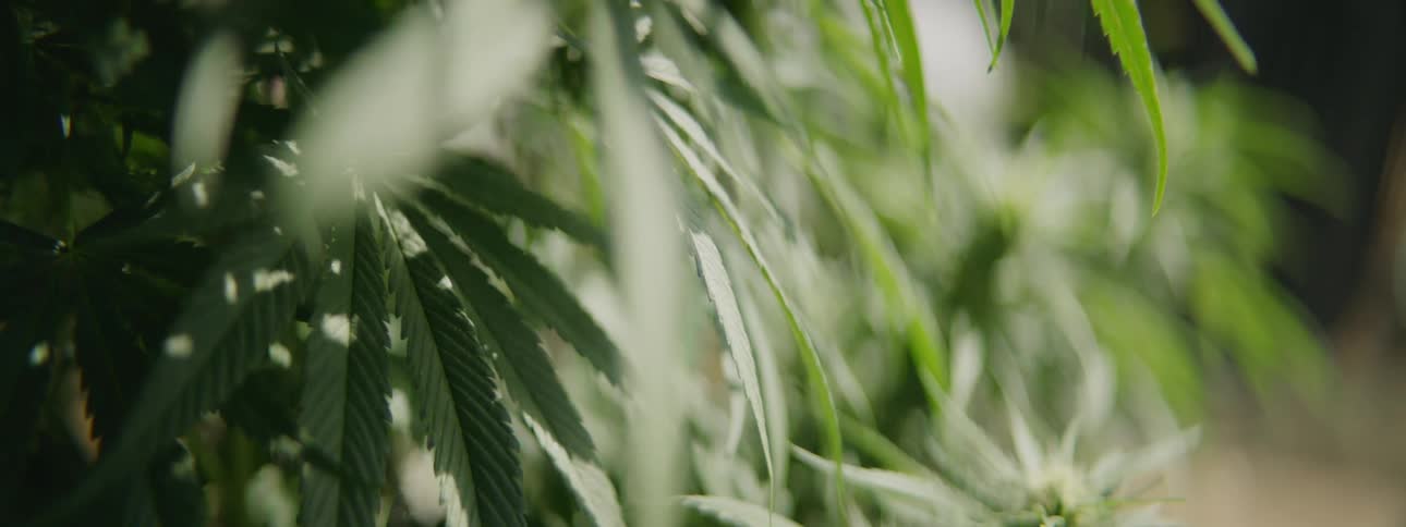 The sun shines brightly on the leaves of a cannabis plant