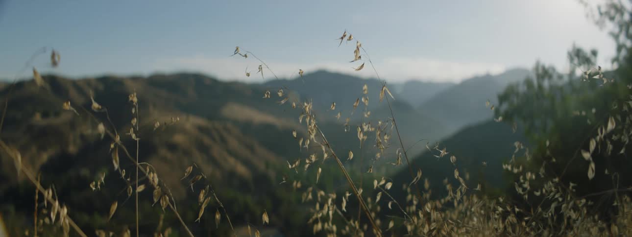 Stalks of plant are backed by mountain range stretching to the horizon that is partially covered by mist