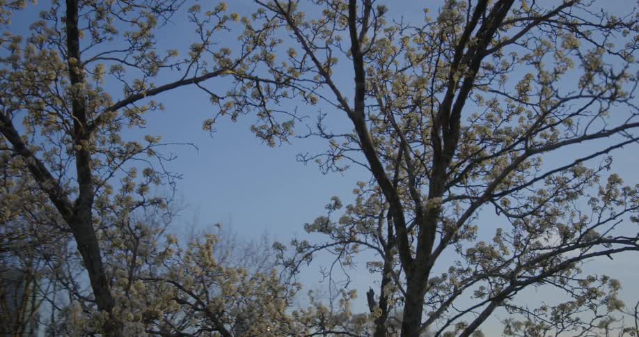 Sunlight shines on the blossoms of a cherry tree in a neighborhood under a blue sky