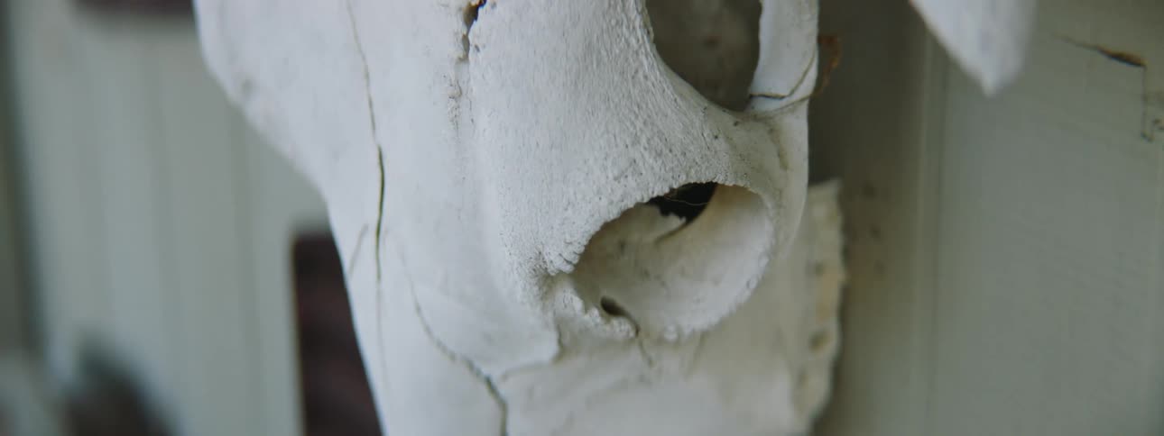 A horned steer skull is hanging on a wall