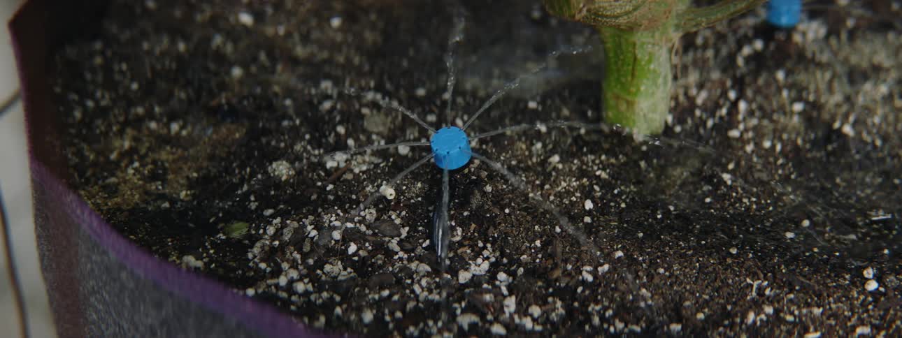 Water coming out of a sprinkler in the ground as it waters a plant