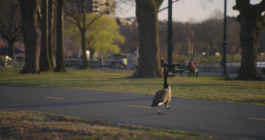 Goose crosses road toward park near water with skyline in distance