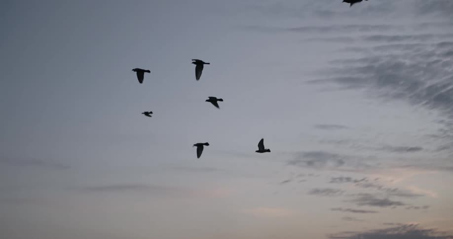 Large birds fly side by side through the sky