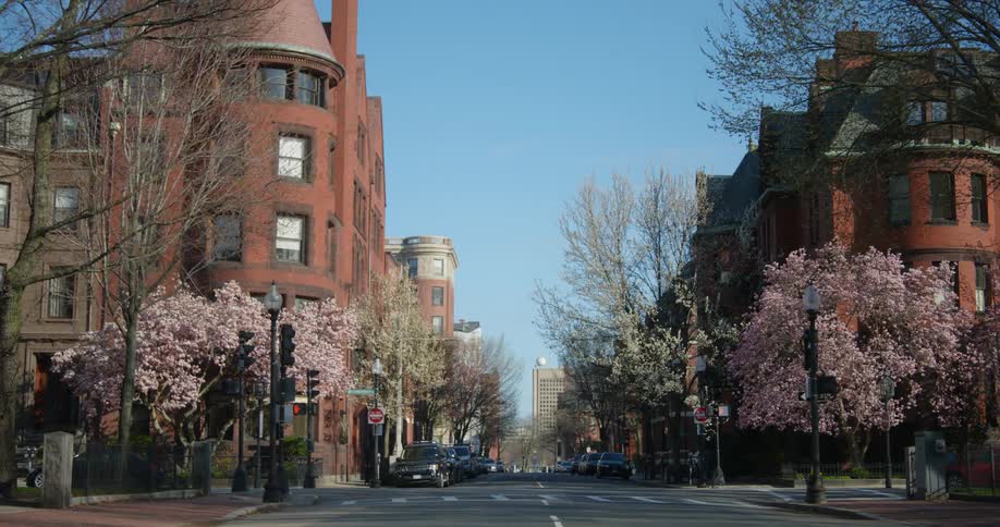 Automobiles are parked on the side of a street lined with cherry trees and buildings under a clear blue sky