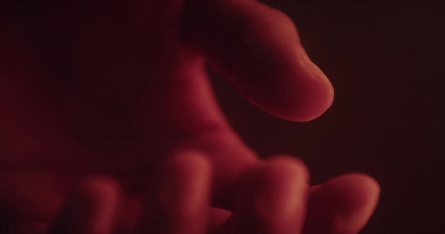 The hand of a fetus in utero