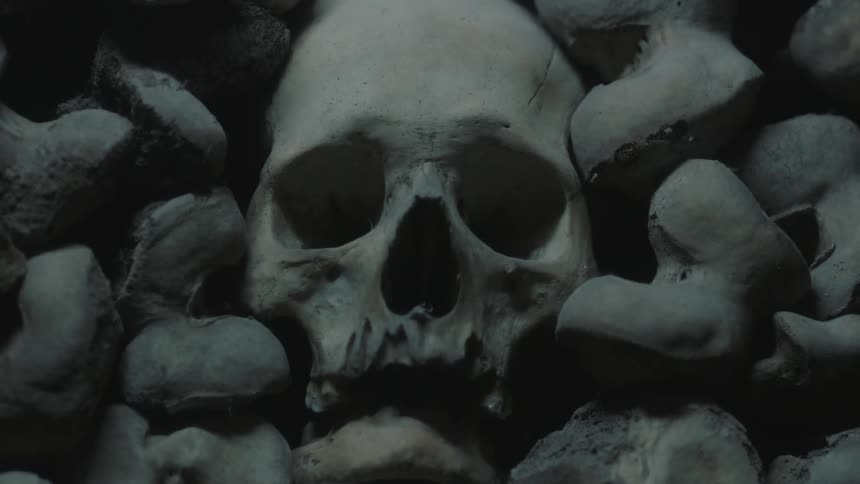 A skull in between other bones