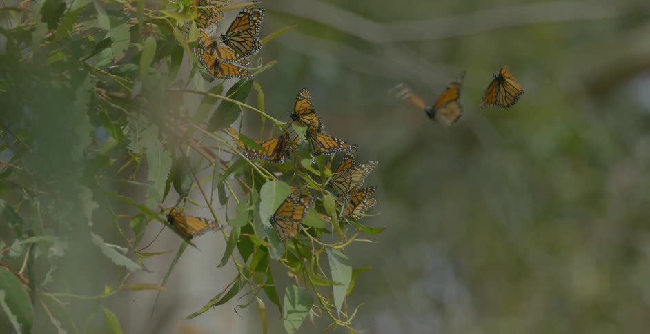 Group of butterflies landing on a plant