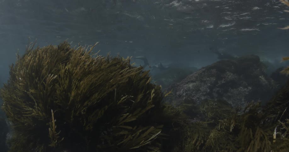 Coral bristles in the current underwater