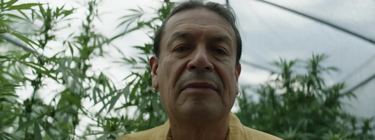 A man in a greenhouse with cannabis plants behind him