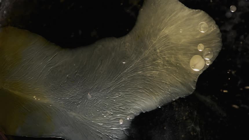 A white gelatinous organism is shown up close under a microscope
