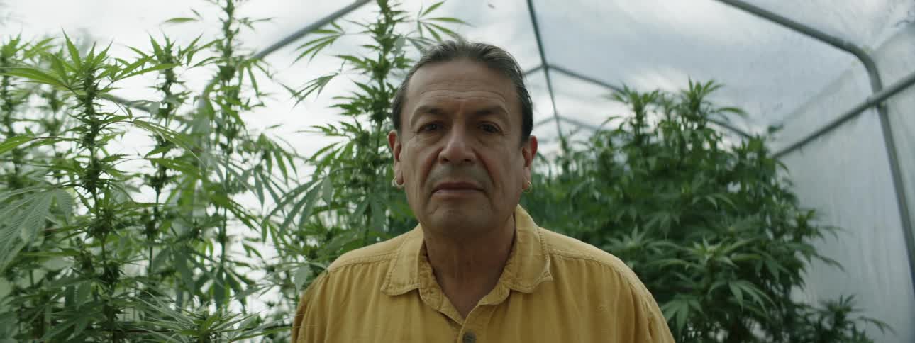 A man is standing inside a greenhouse with marijuana plants behind him