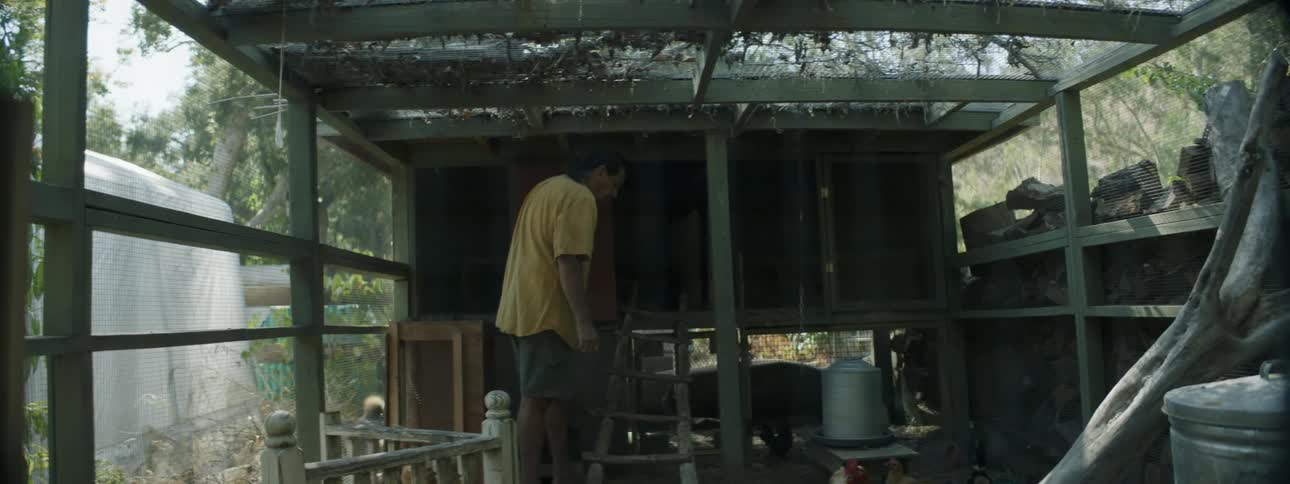 A man moves a ladder in a chicken coup as chickens walk around near his feet