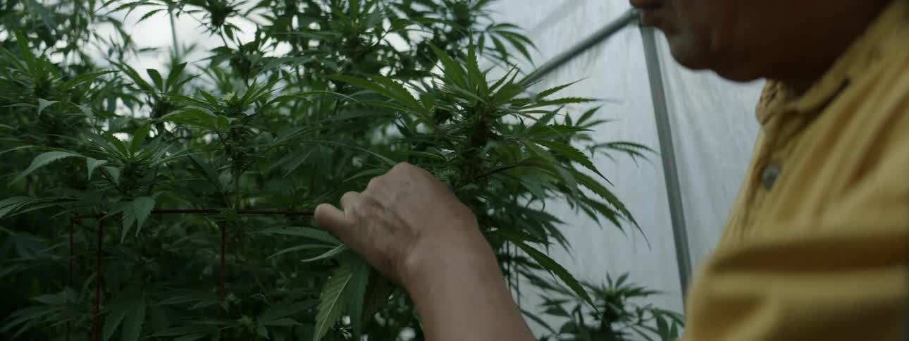 A man is standing inside a greenhouse pinching leaves off marijuana plants