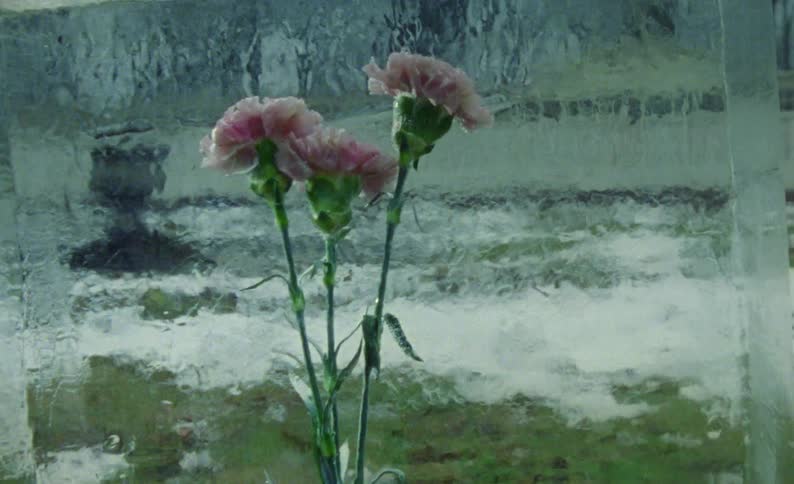 Three flowers are encased in a large block of ice