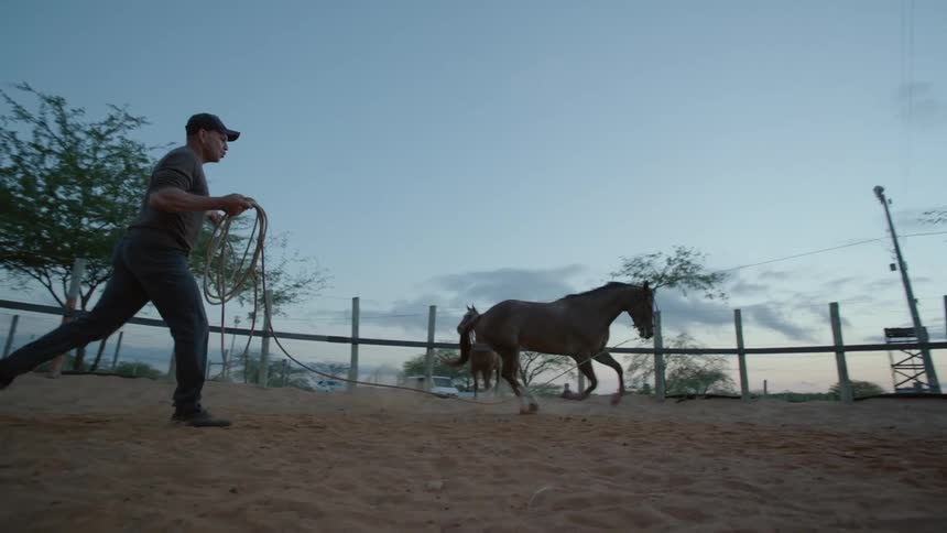 A cowboy swings a rope towards the horse