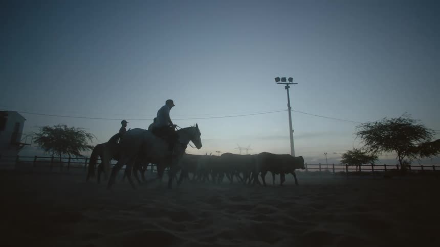Three men are riding horses as they herd some cows in a field