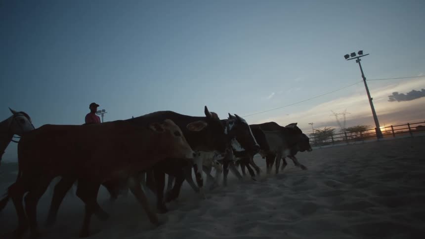 Two men are riding horses behind their cattle as they walk across the ground and the sun is setting on the horizon