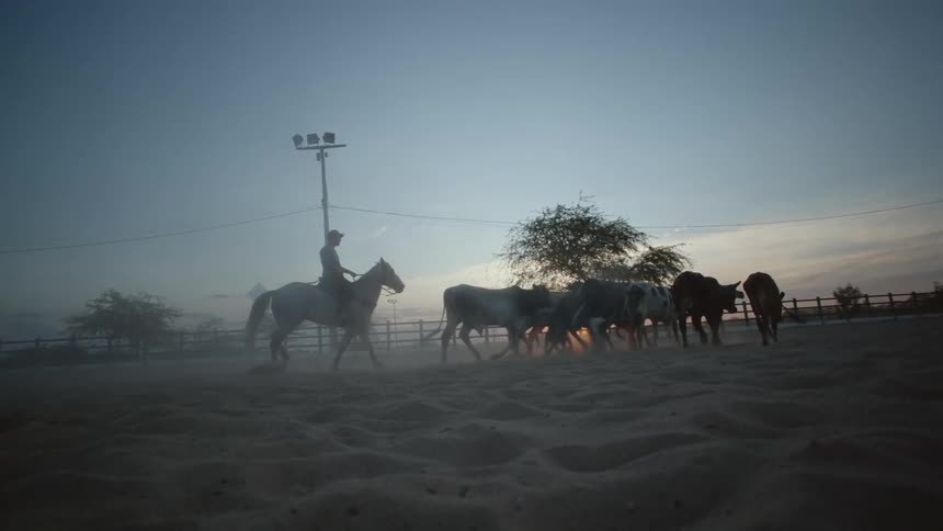 A cowboy is following cattle on his horse