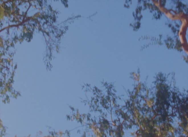 Looking up at trees as the sun shines on the leaves and branches in a clear blue sky