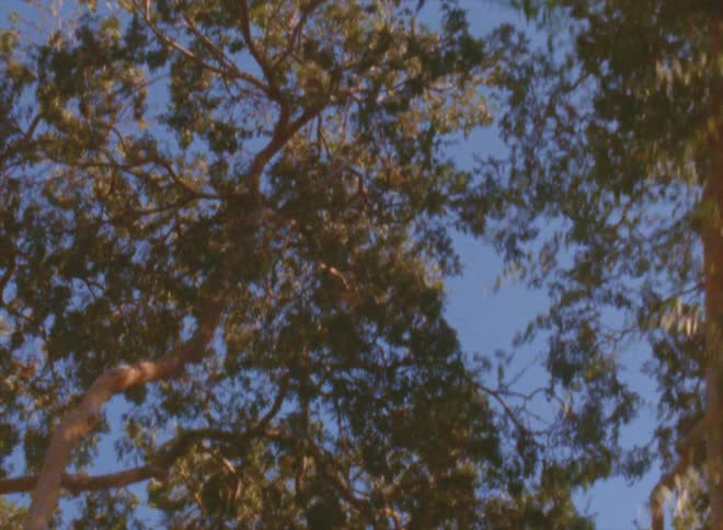 Footage of the top of trees