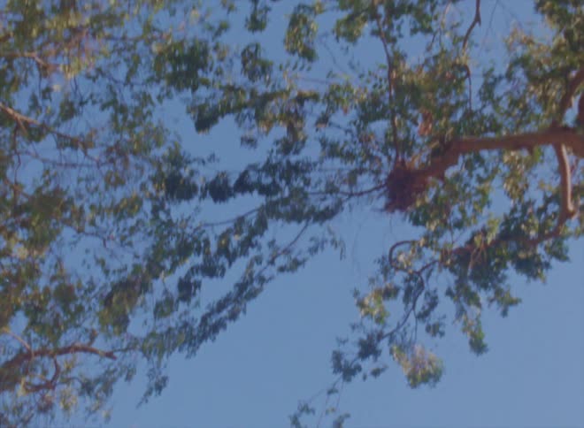 Footage of the tops of trees