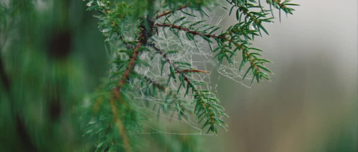 There is a tree that has webs on it in the middle of the day time