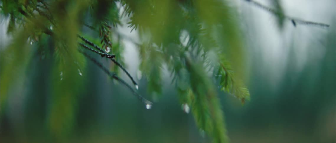 Close up view of dew drops on a pine tree is displayed