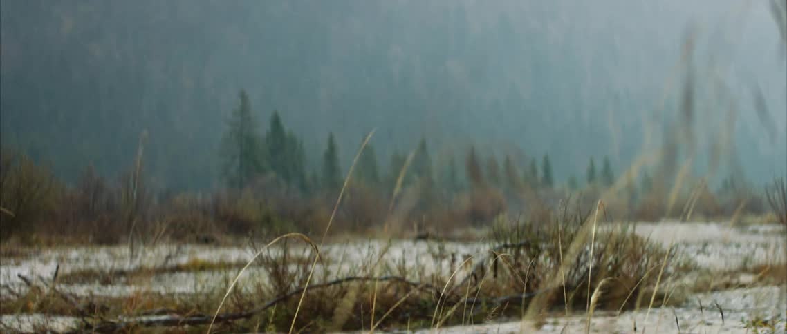 Grass stalks wave in the wind on snow covered field near forested mount