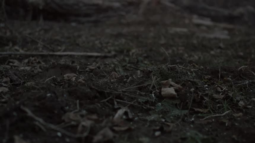 A pile of burning tree branches