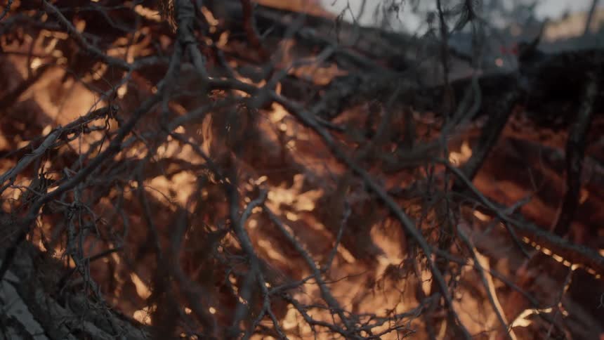 Fire burns in a pile of branches
