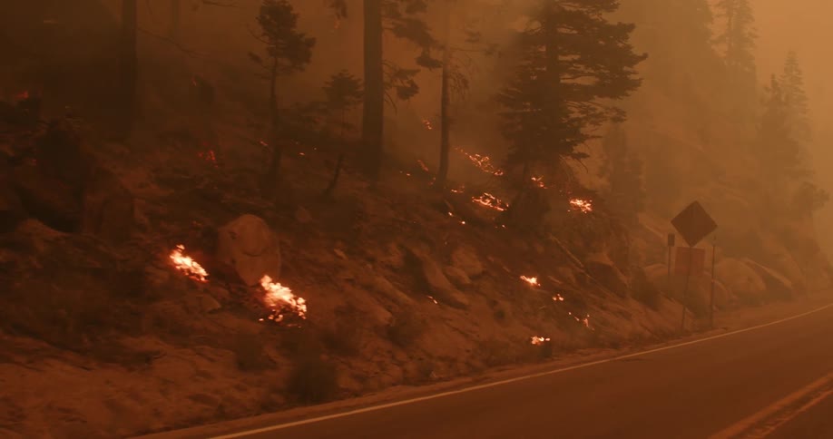 Flames burning in a forest forest