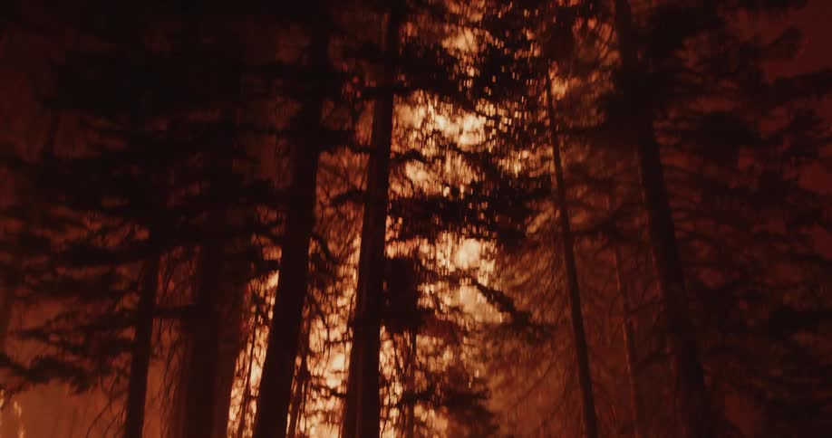 Flames burning trees in a forest fire at night