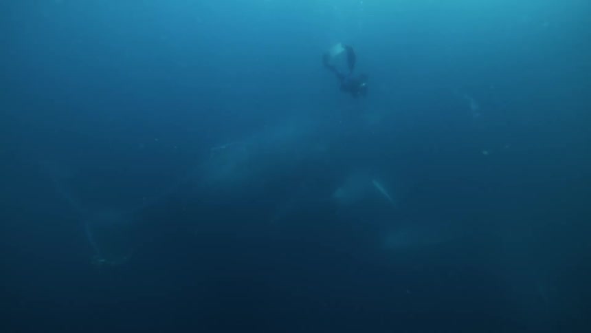 Diver swims down toward whales and hovers near them in the murky water