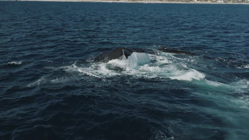 A whale tail splashing down on ocean water