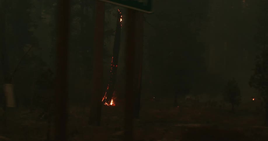 Wildfire burning and spreading in the woods