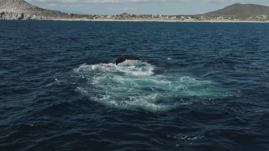 There is a humpback whale that is swimming in the ocean at day time