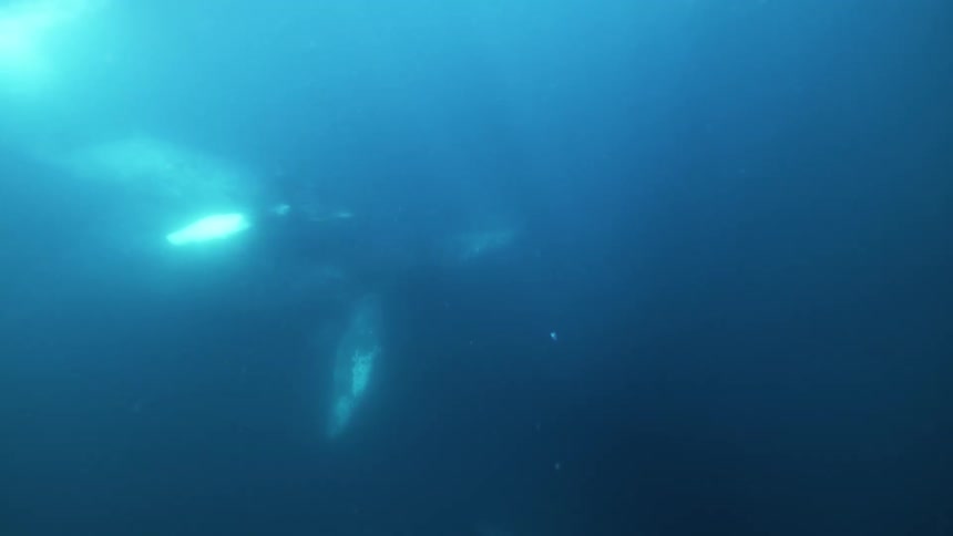 A calf swimming above its mother in a small pod of whales