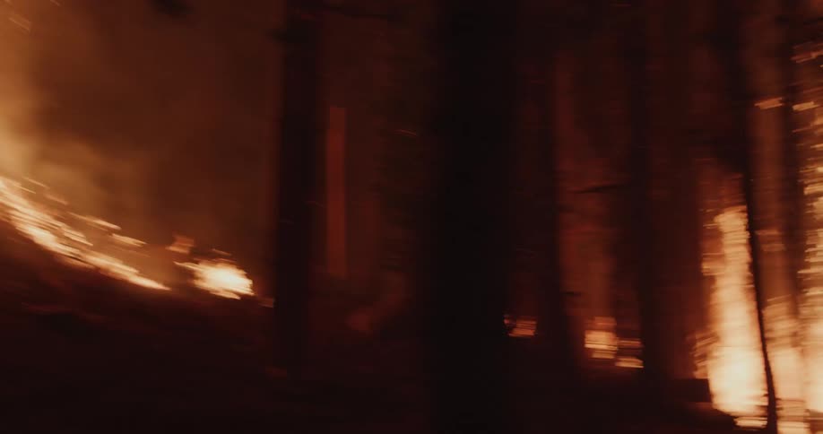 The forest is burning