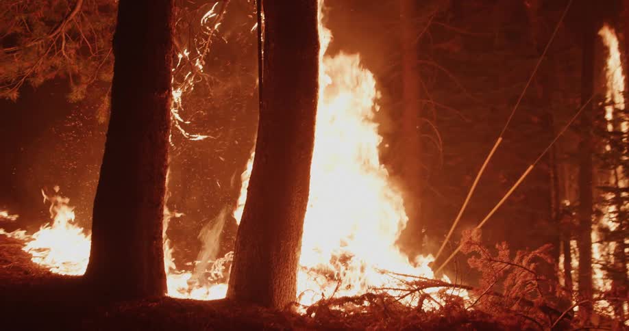 A wild fire burns in a forest at night