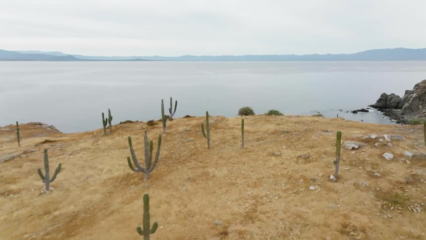 Aerial view cactus growing on the barren desert hills near the coast of a lake surrounded by mountains